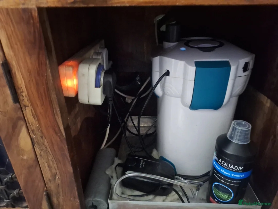 Barbs fish for sale: Boyu  aquarium including fish  in Chard - Advert 2