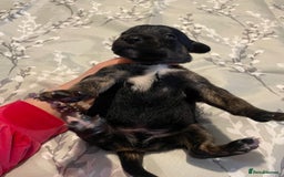 Mixed Breed dogs for sale: Sprollies - Image 22