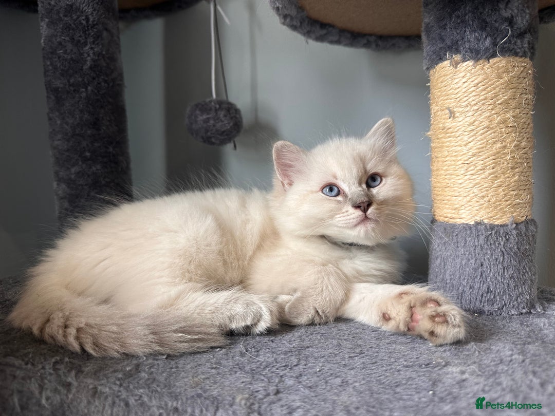 Ragdoll cats for sale: Ragdoll male kitten READY TO GO - Image 2