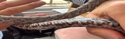 Corn Snake reptiles for sale: Gorgeous Cinder Corn Snake and full set up in Andover - Advert 7