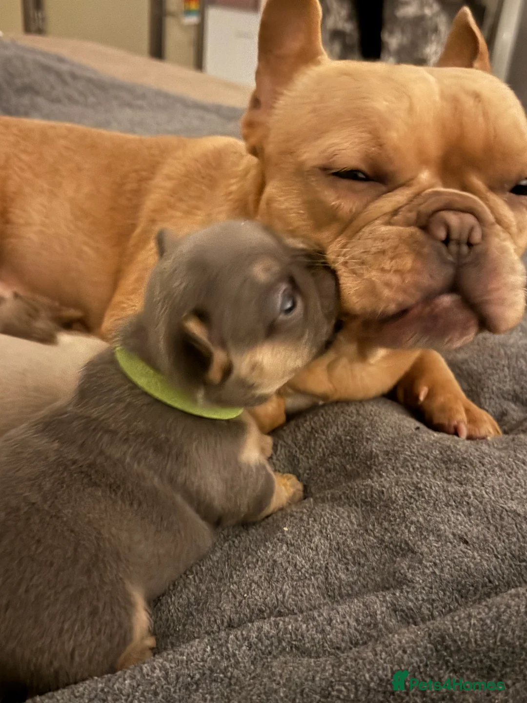 French Bulldog dogs for sale: Outstanding Frenchie pups KC registered  - Advert 19