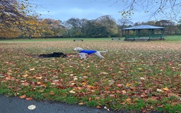 Bedlington Terrier dogs for stud: Bedlington Terrier Stud - Liver - AGE 6 in Darlington - Advert 28