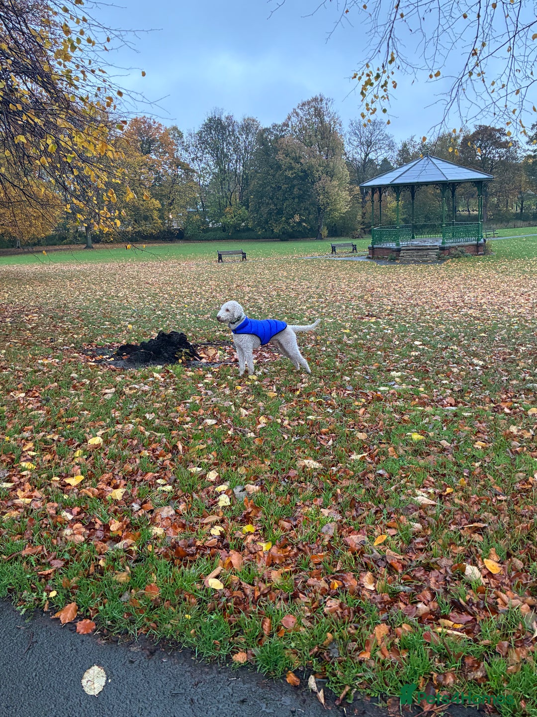 Bedlington Terrier dogs for stud: Bedlington Terrier Stud - Liver - AGE 6 in Darlington - Advert 28