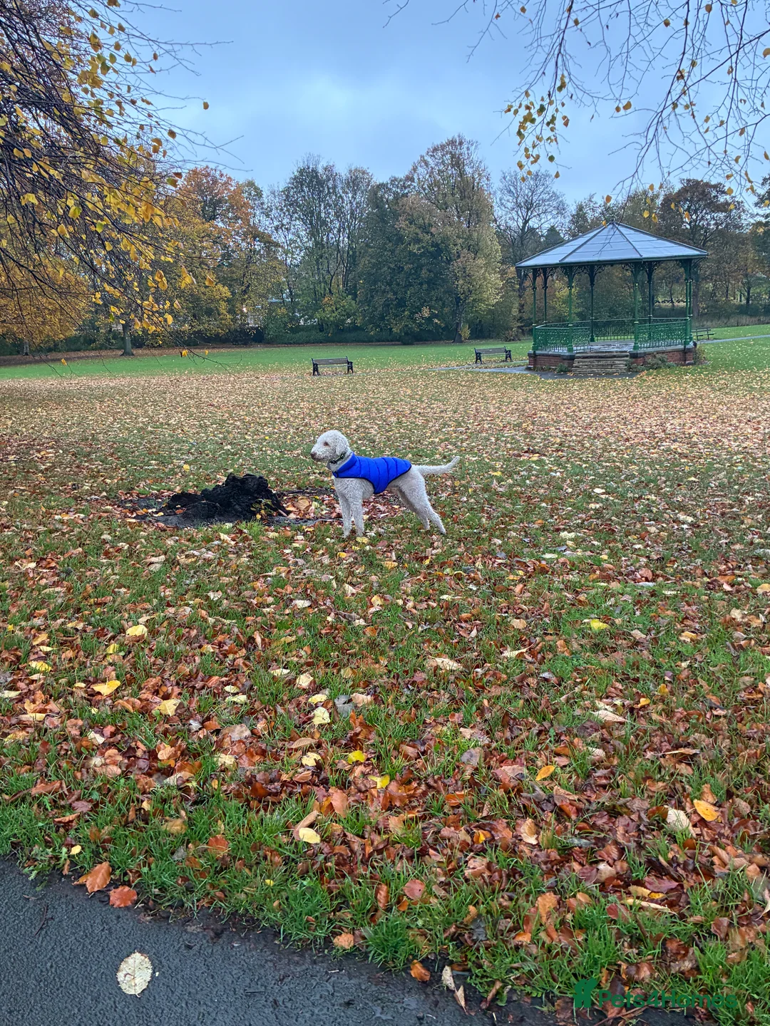 Bedlington Terrier dogs for stud: Bedlington Terrier Stud - Liver - AGE 6 - CT CLEAR in Darlington - Advert 32