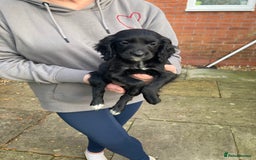 Cocker Spaniel dogs for sale: KC WORKING TYPE COCKER SPANIEL PUPPIES  - Image 5