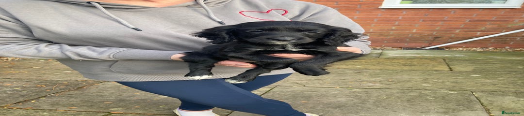 Cocker Spaniel Puppy 7