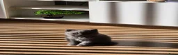 British Shorthair cats for sale: Pedigree British Shorthair Girls - Advert 5