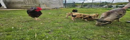 Pig livestock for sale: Miniature pigs  - Advert 4