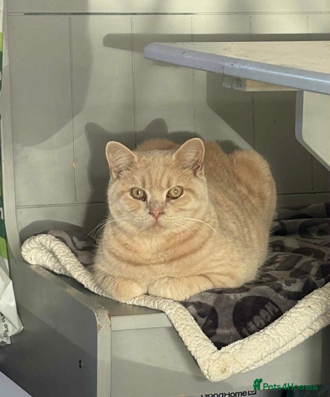 British Shorthair cats for sale: British shorthair kittens  - Advert 10