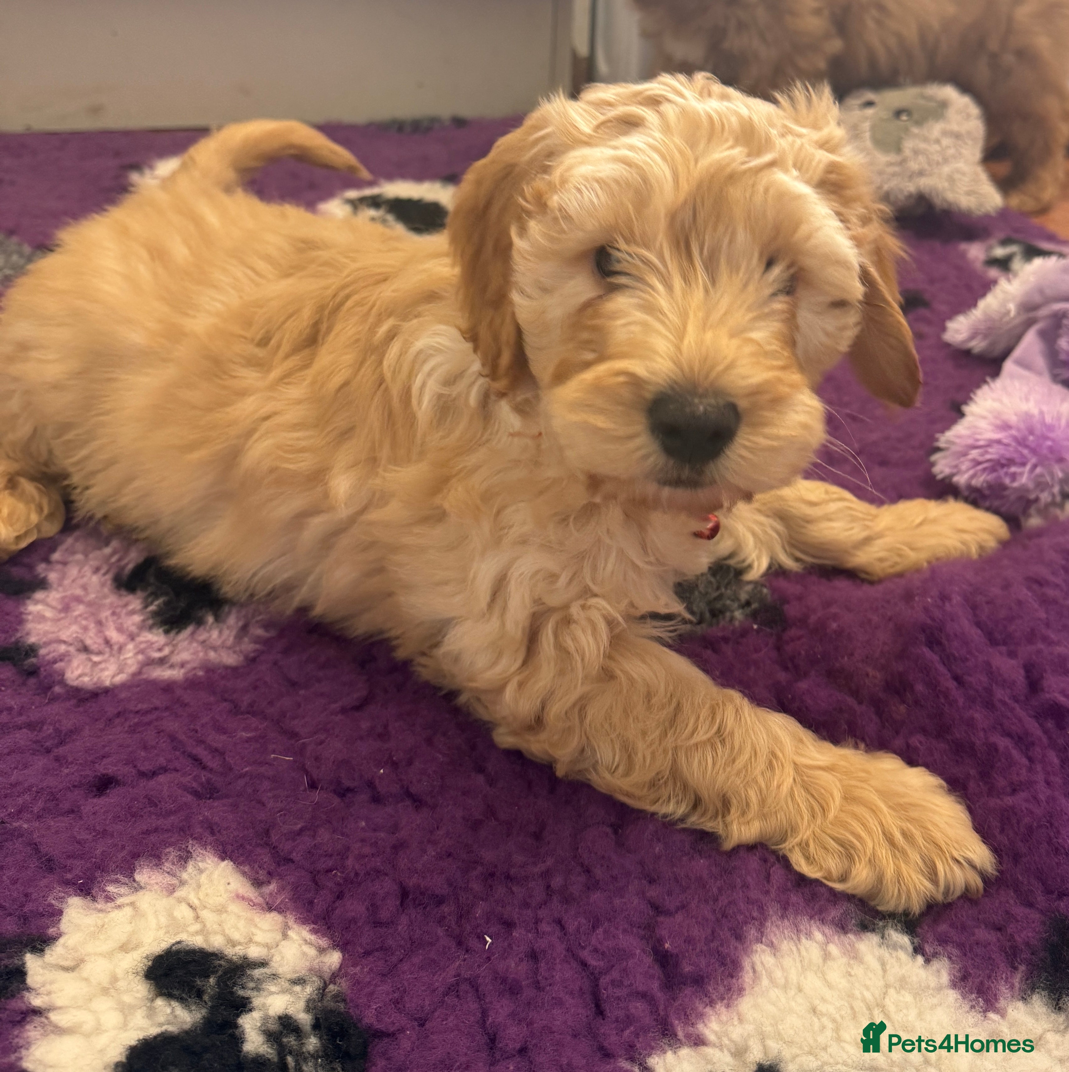 Cockapoo dogs Fully Vaccinated Health Tested Cockapoo Puppies - Advert 6