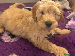 Cockapoo dogs Fully Vaccinated Health Tested Cockapoo Puppies - Advert 6