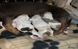 Miniature Dachshund dogs for sale: 4 MINIATURE DACHSHUND PUPPIES 🤍  - Image 12