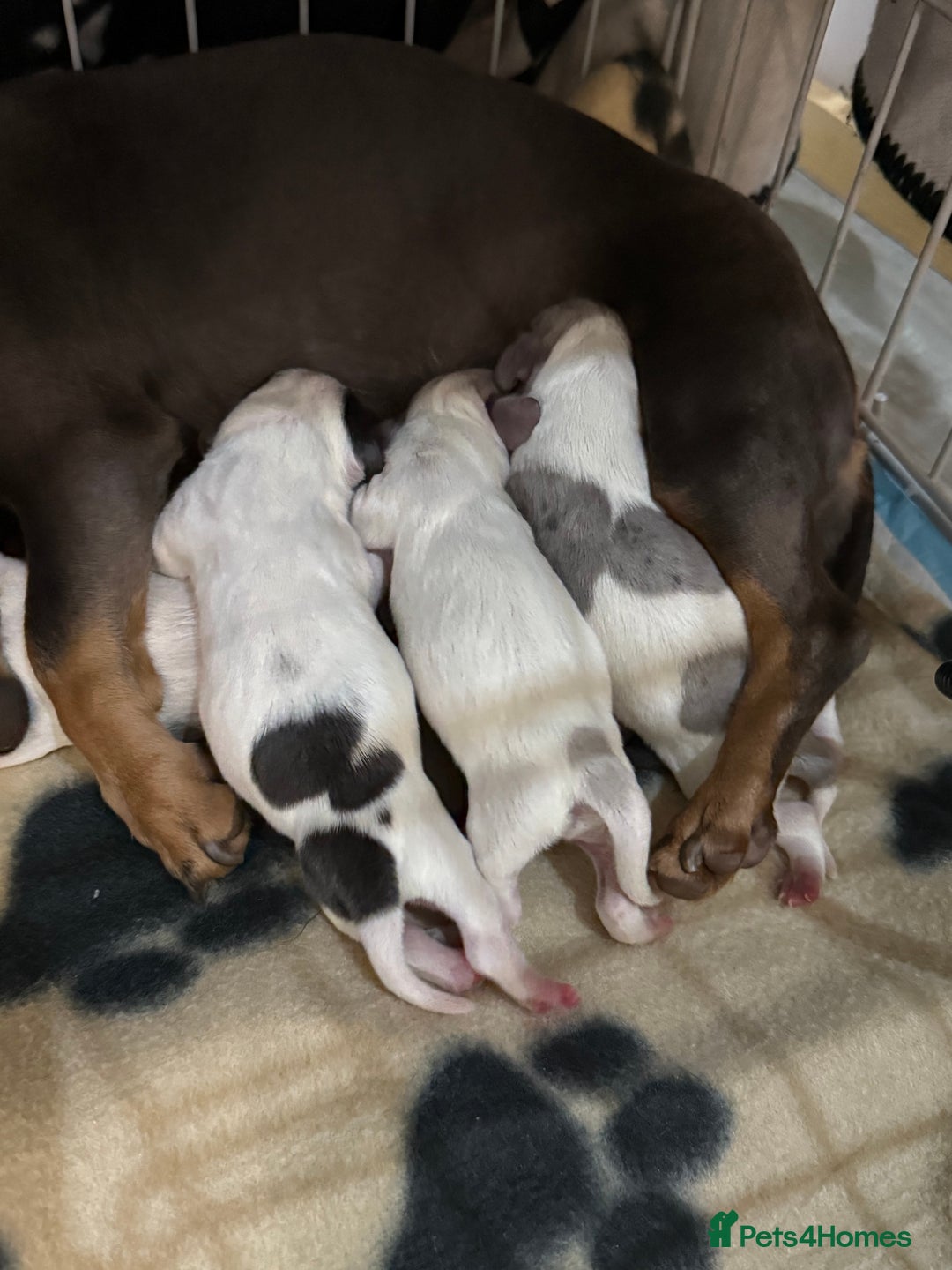 Miniature Dachshund dogs for sale: 4 MINIATURE DACHSHUND PUPPIES 🤍  - Image 12