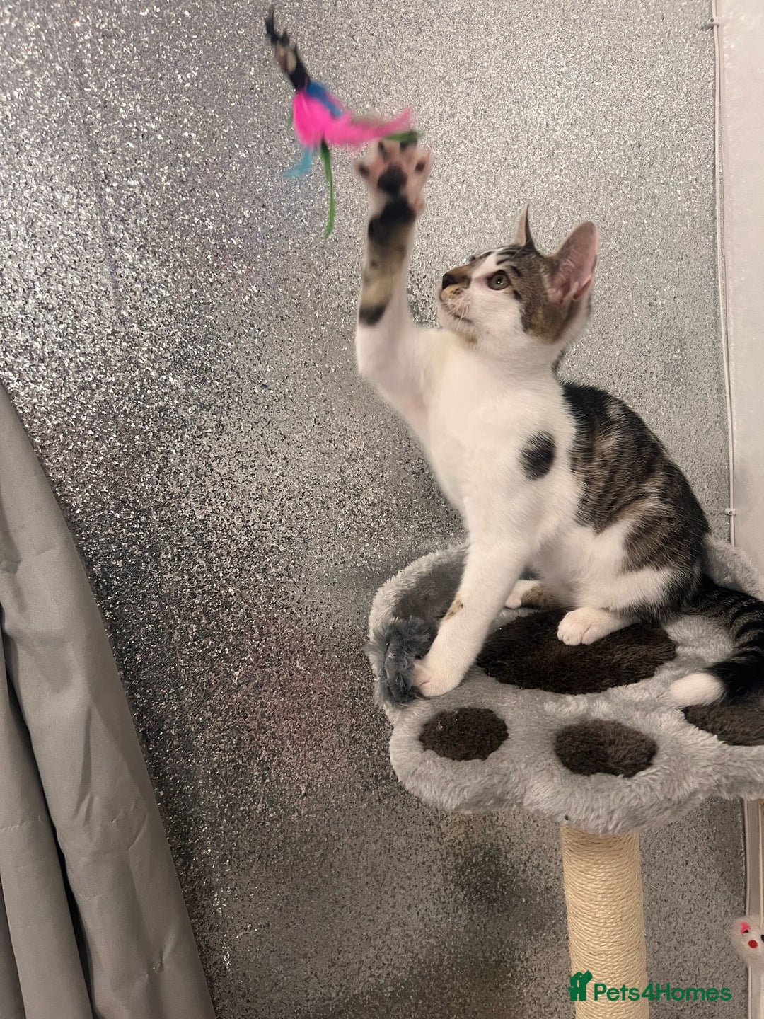 Mixed Breed cats for sale: Last half bengal baby boy 💕 - Image 8