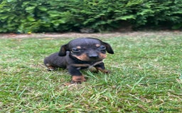 Dachshund dogs for sale: Dachshund pups - Image 7
