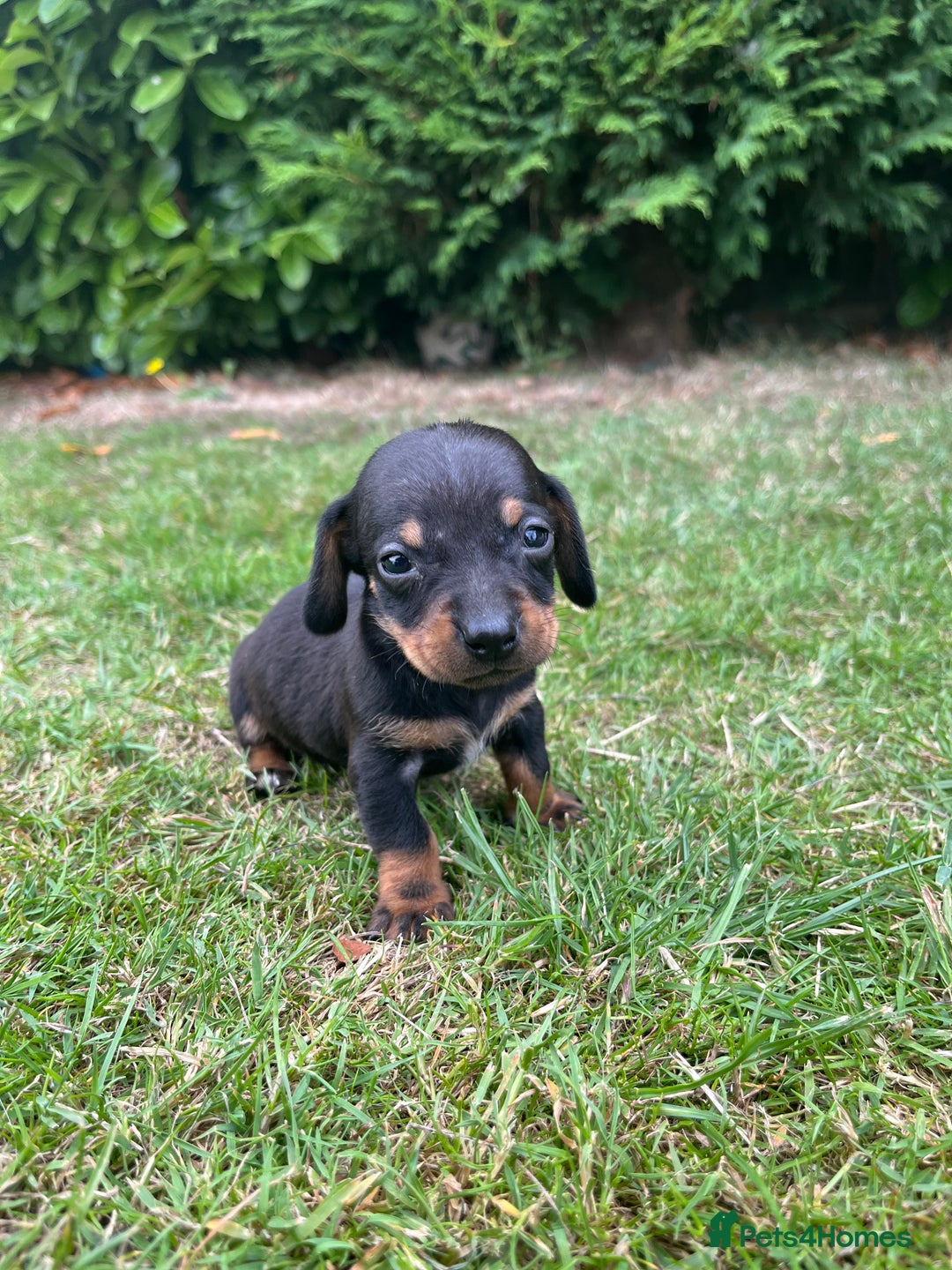 Dachshund dogs for sale: Dachshund pups - Image 7