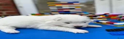 Samoyed dogs for sale: Bundle of joy 3 Puppy - Advert 23