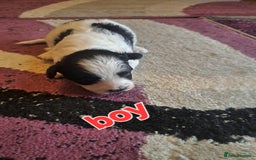 Bichon Frise dogs for sale: 4beautiful Bichon Frise puppies (3boys and 1 girl) - Image 26