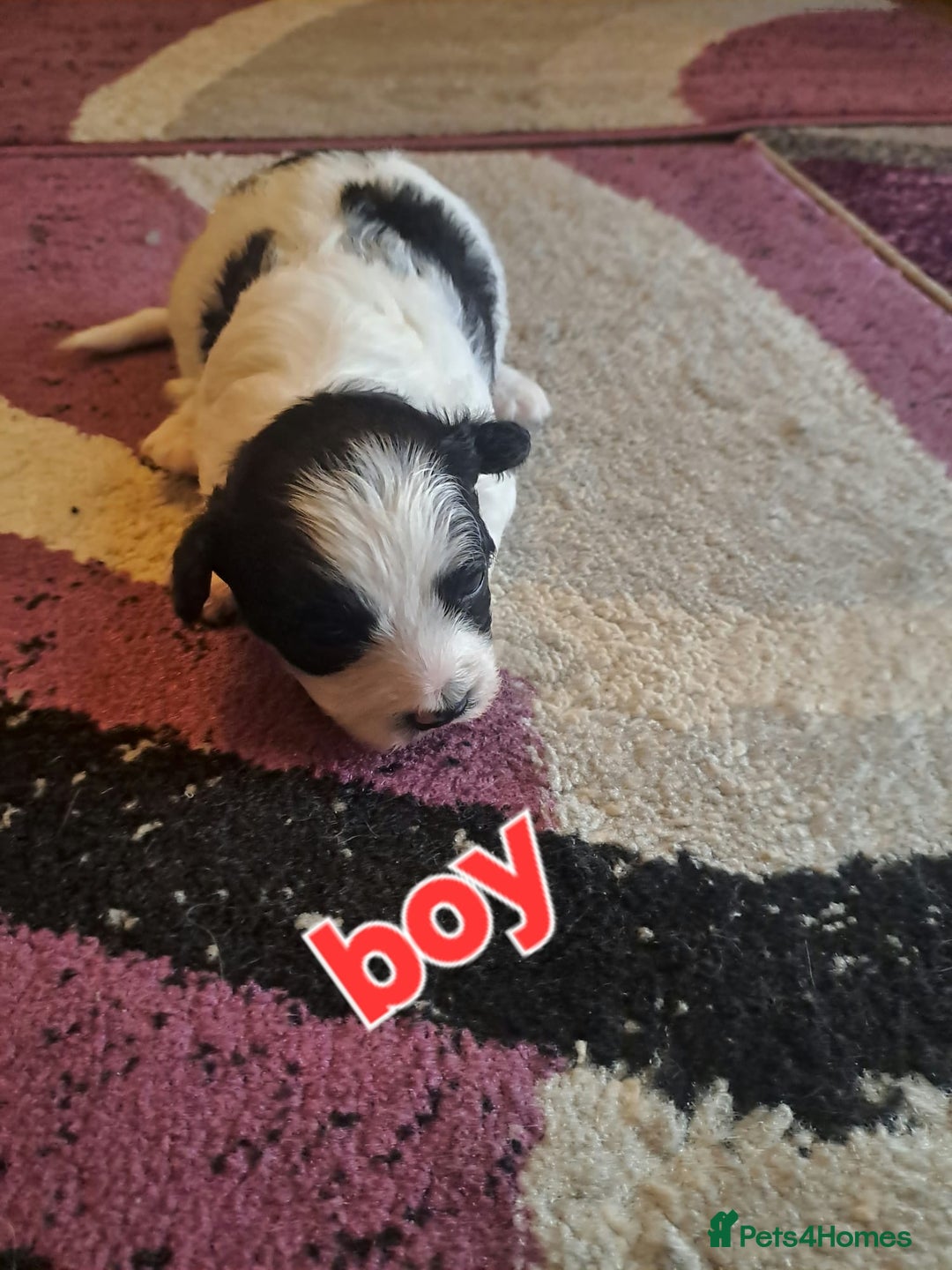 Bichon Frise dogs for sale: 4beautiful Bichon Frise puppies (3boys and 1 girl) - Image 26