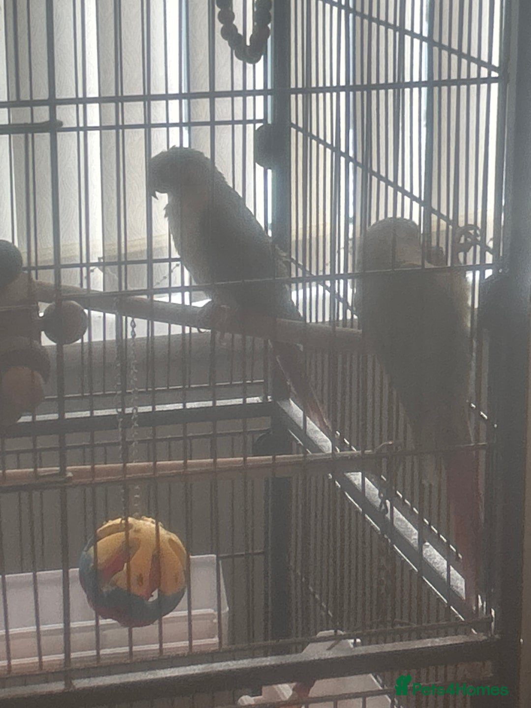 Conures birds for sale: Green cheeked parakeet - Advert 1