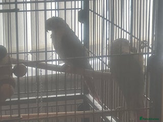 Conures birds Green cheeked parakeet - Advert 1