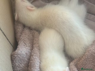 Ferret rodents - Advert 8