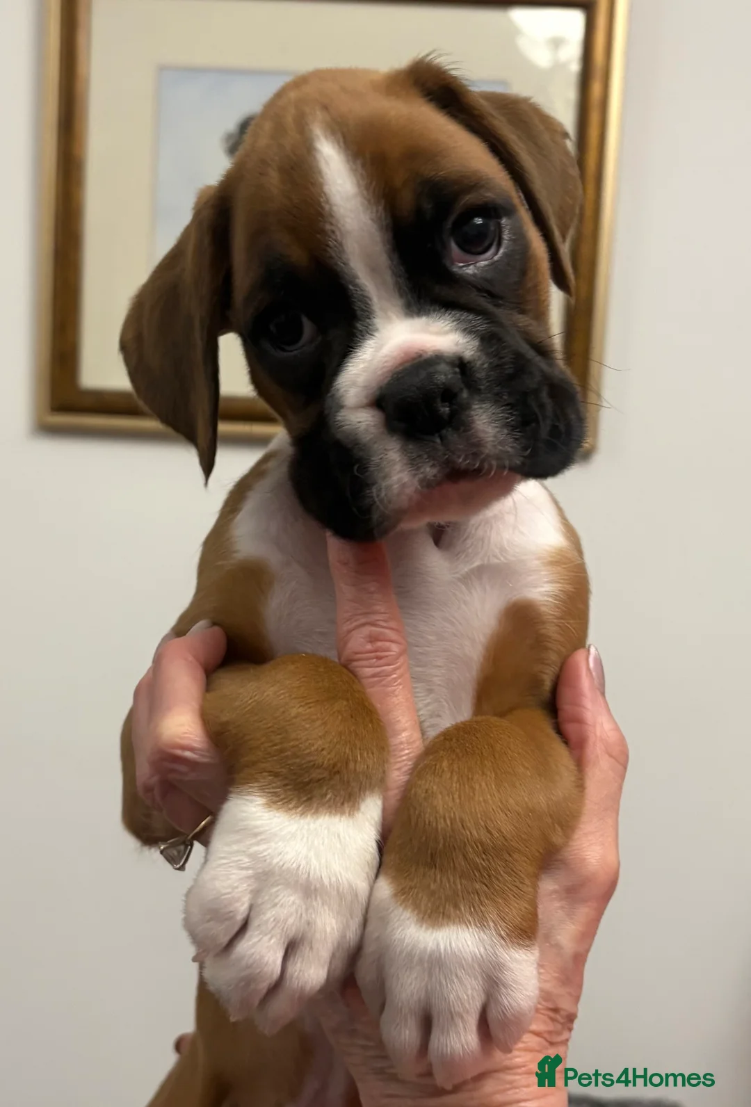 Boxer dogs for sale: Boxer Pups - Advert 3