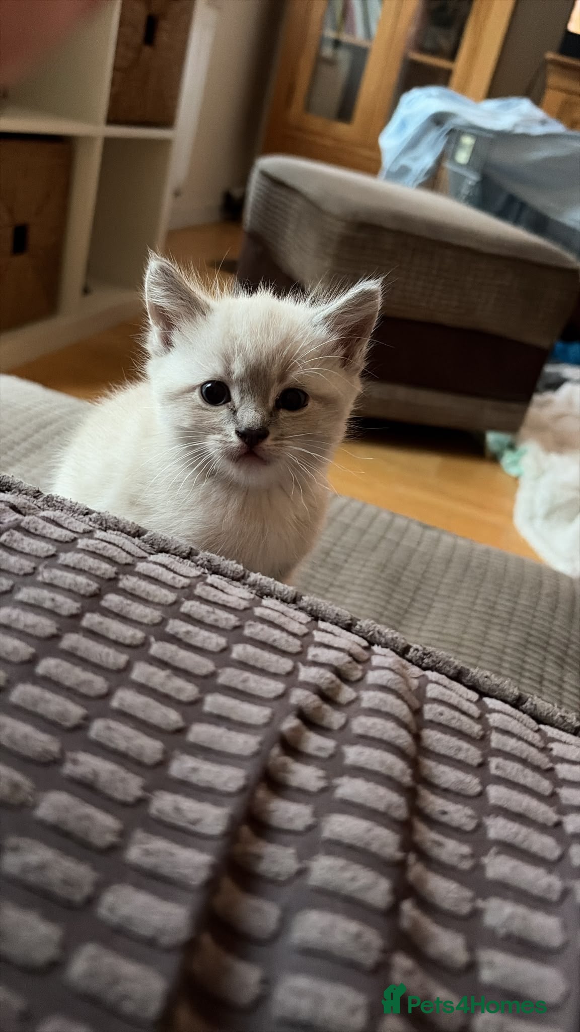 Mixed Breed cats 2 beautiful Ragdoll x tabby kittens  - Advert 2