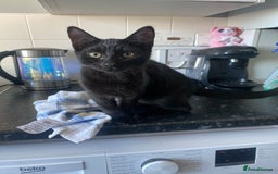 Mixed Breed cats for sale: Kitten for sale  - Image 3