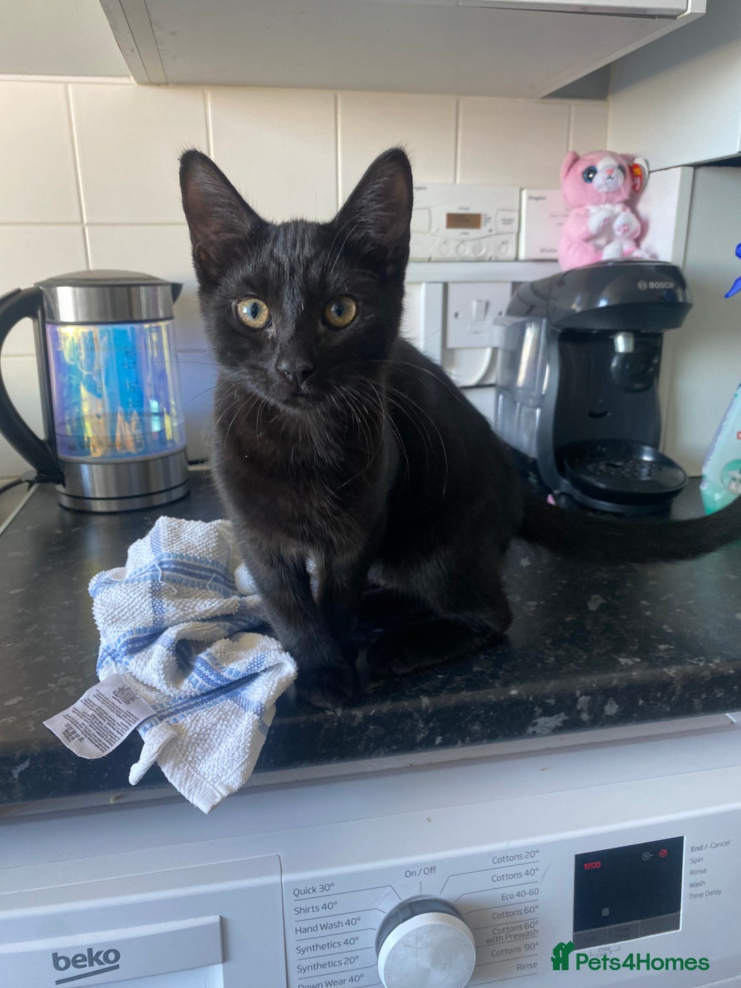 Mixed Breed cats for sale: Kitten for sale  - Image 3