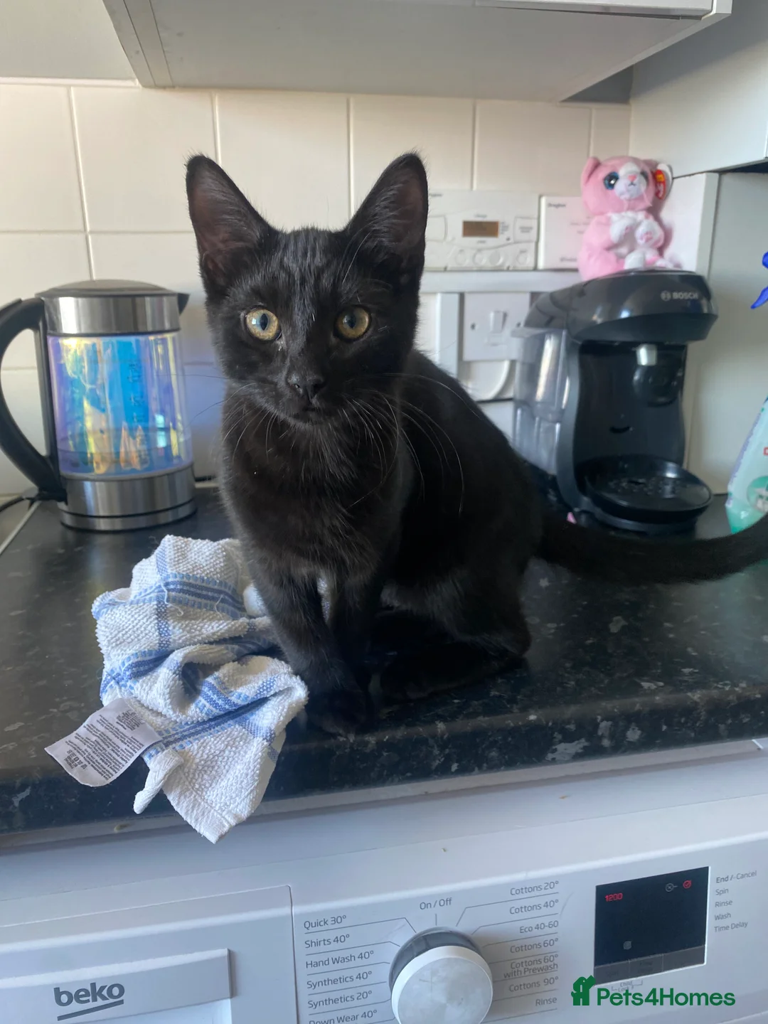 Mixed Breed cats for sale: Kitten for sale FREE - Advert 3