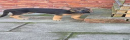 German Shepherd dogs for sale: 1 german shepherd puppy - Advert 3