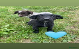 Sprollie dogs for sale: Sprollie Pups - Image 3