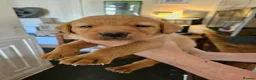 Labrador Retriever dogs for sale: KC Registered Pedigree Labrador Pups  - Advert 4