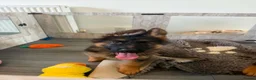 German Shepherd dogs for sale: German Shepard 1 pup left! - Advert 3