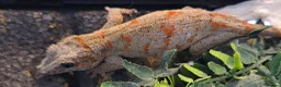Gecko reptiles for sale: Gargoyle gecko orange blotched - Advert 6