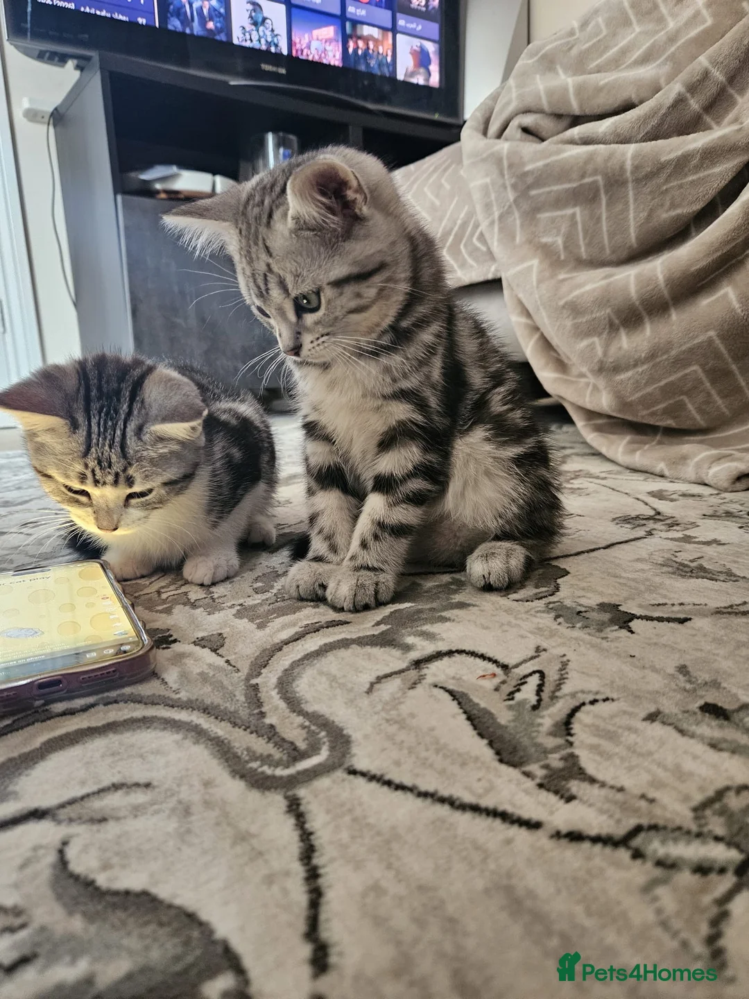 Mixed Breed cats for sale: Cute kittens for sale in Bridgwater - Advert 1