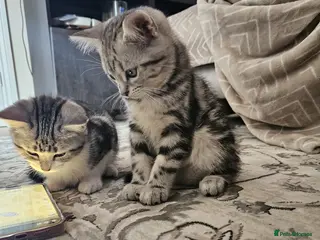 Mixed Breed cats Cute kittens for sale in Bridgwater - Advert 4