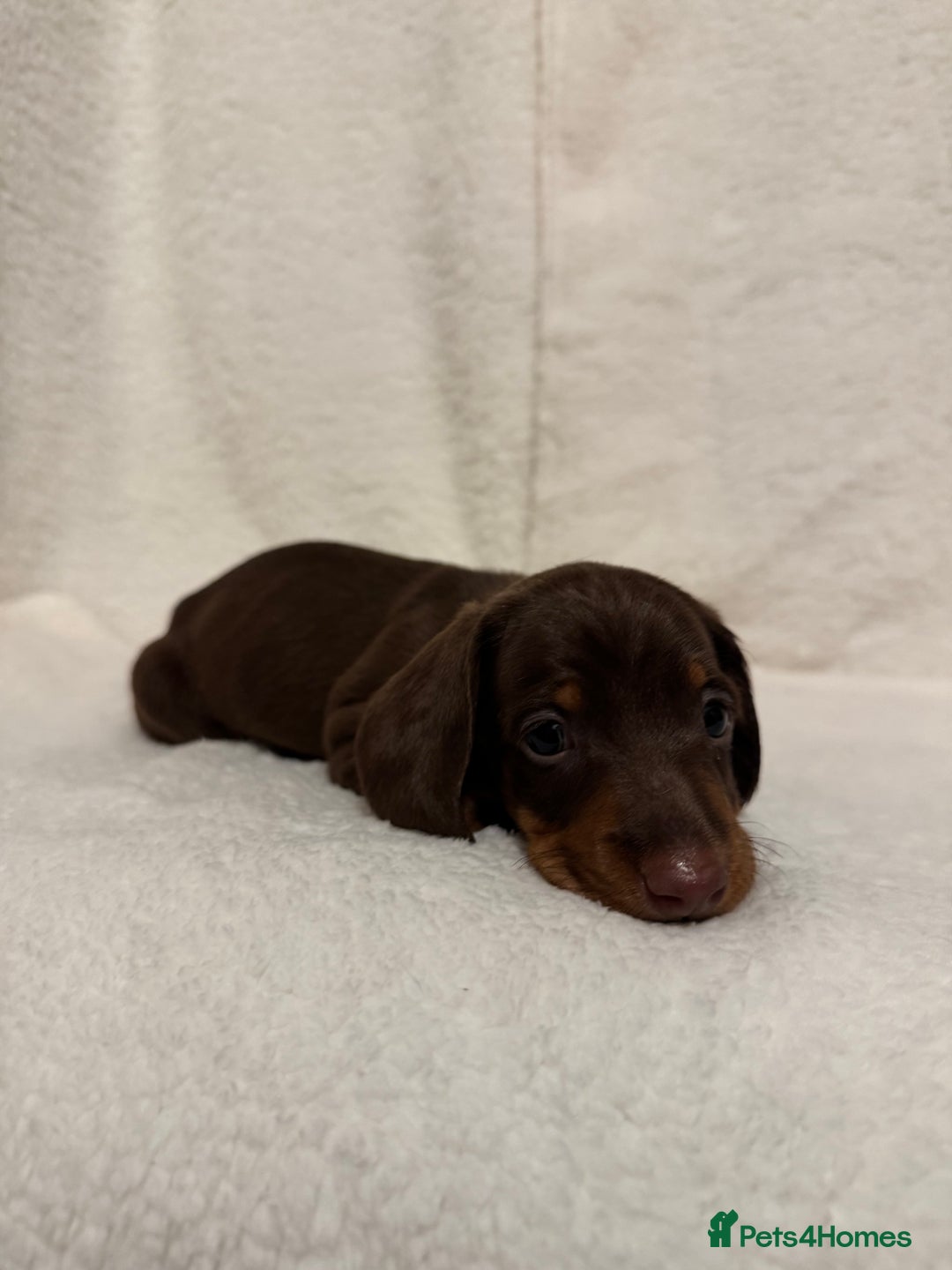 Dachshund dogs for sale: Dachshund puppies are Looking for Homes!  - Image 10