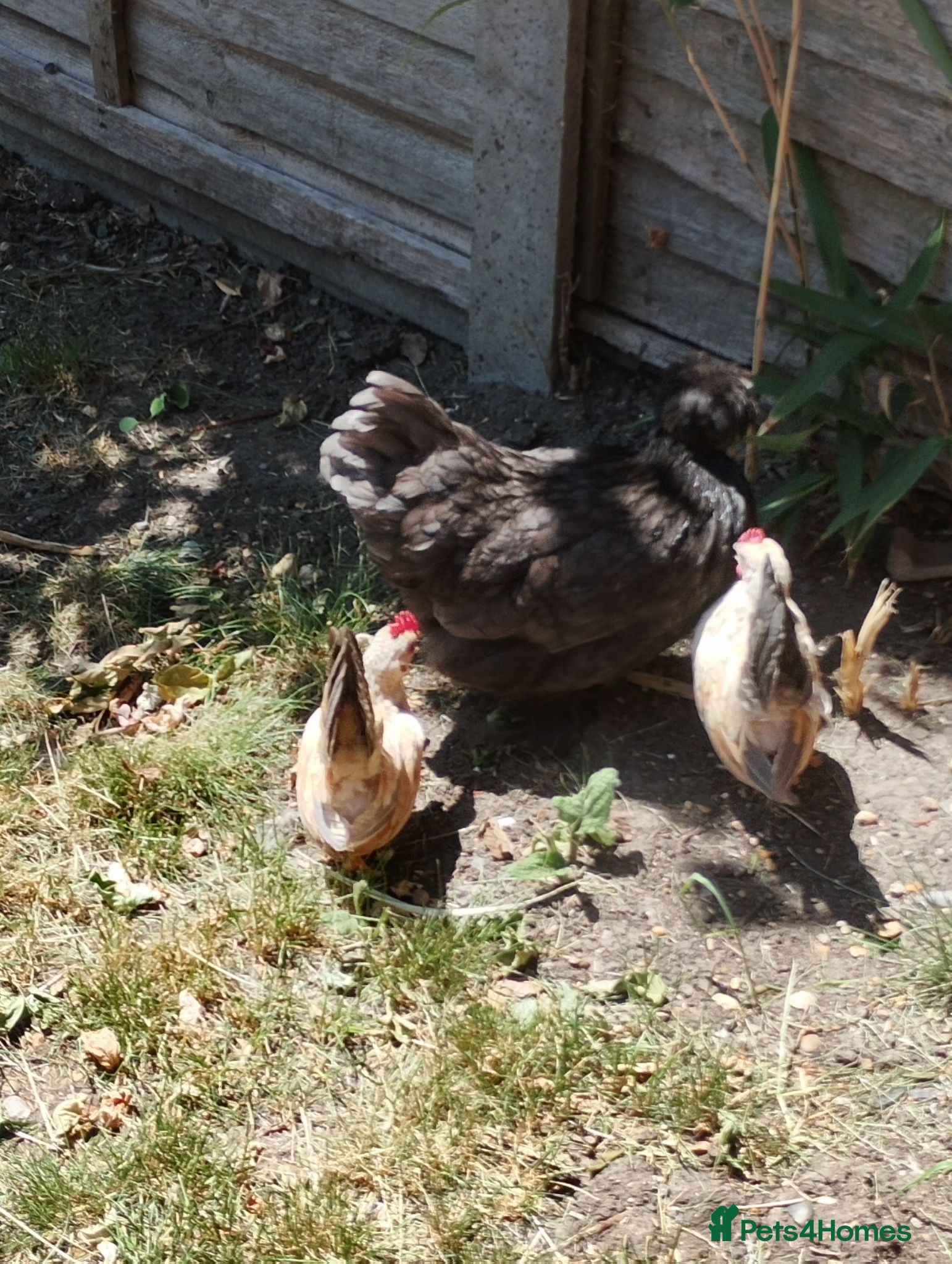 Chickens poultry Satin Silkie Mum with her 2 serama chicks  - Advert 1