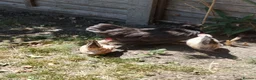 Chickens poultry for sale: Satin Silkie Mum with her 2 serama chicks  - Advert 1