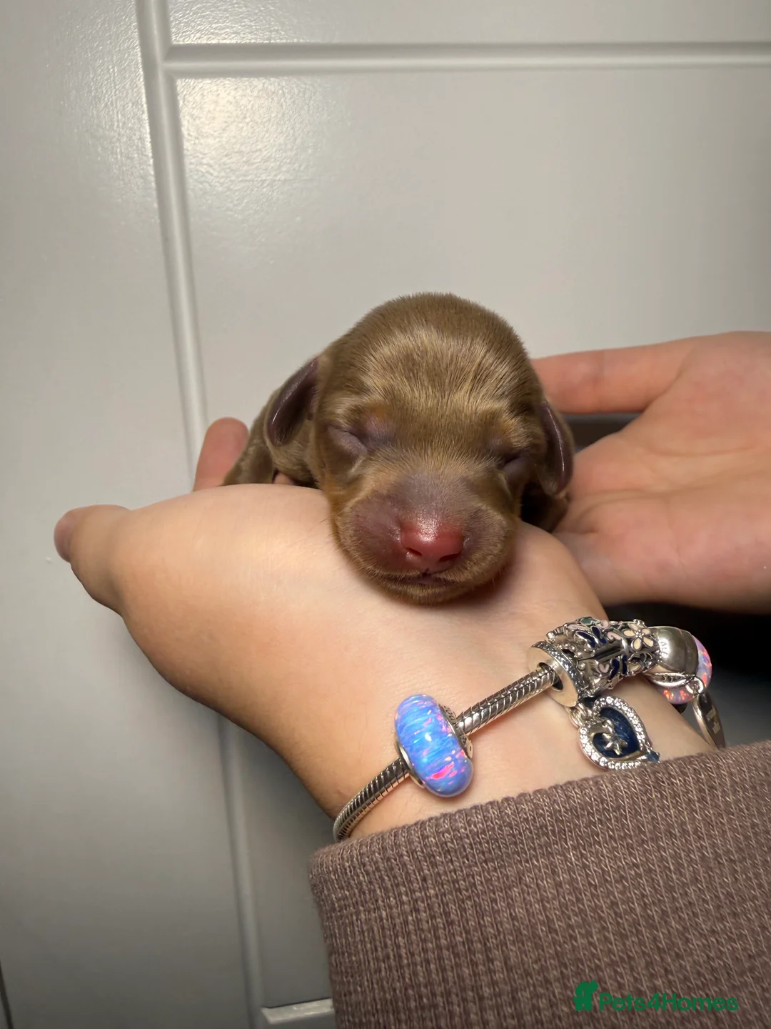 Miniature Dachshund dogs for sale: Beautiful Miniature Dachshund Puppies - Advert 2