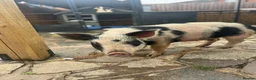 Pig livestock for sale: Female Mini Pigs looking for loving pet home - Advert 4