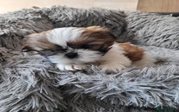Shih Tzu dogs for sale: Lovely, most adorable, cutest puppy in town - Image 9