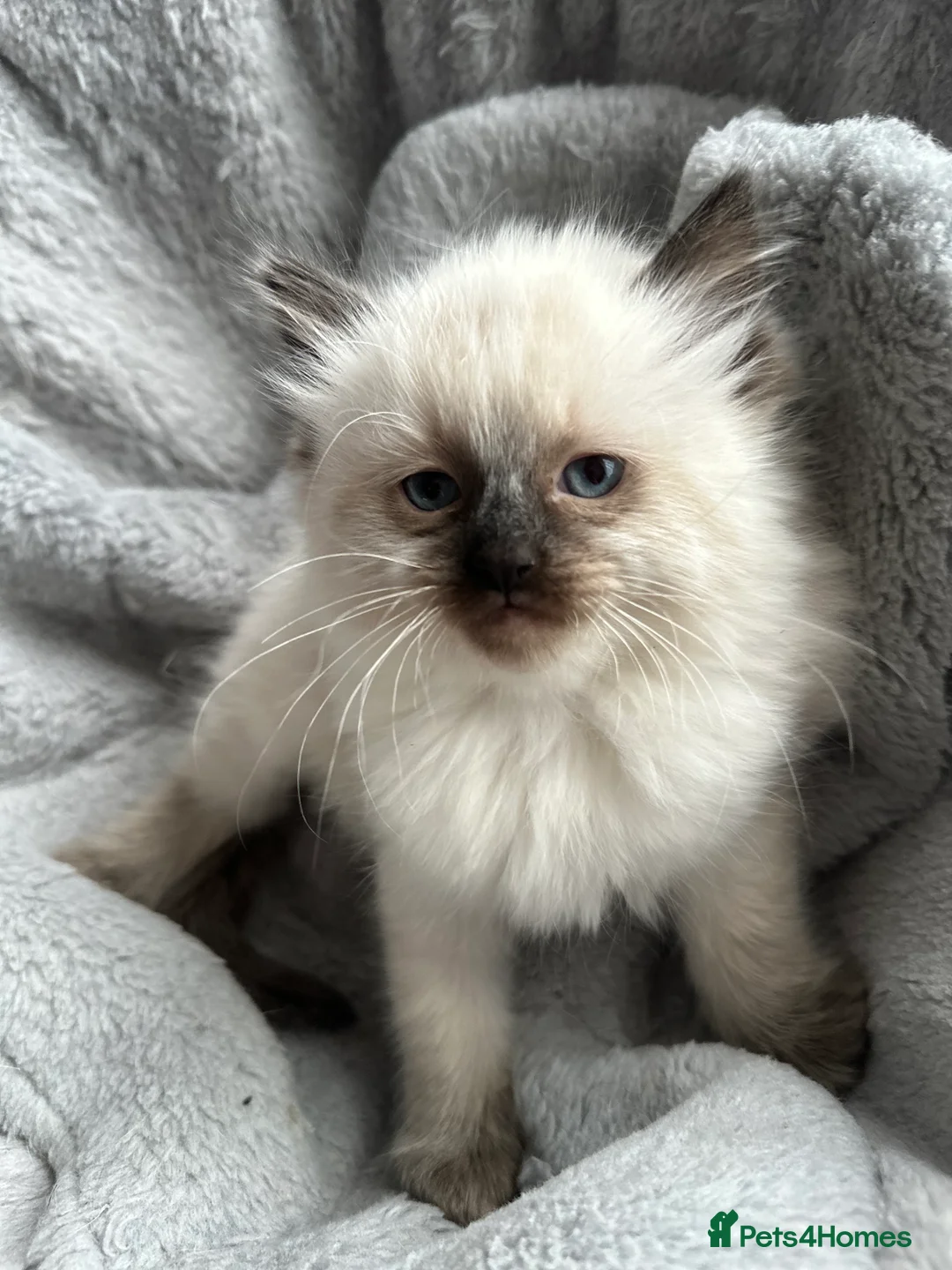 Ragdoll cats for sale: Gorgeous ragdoll girls!  - Advert 10