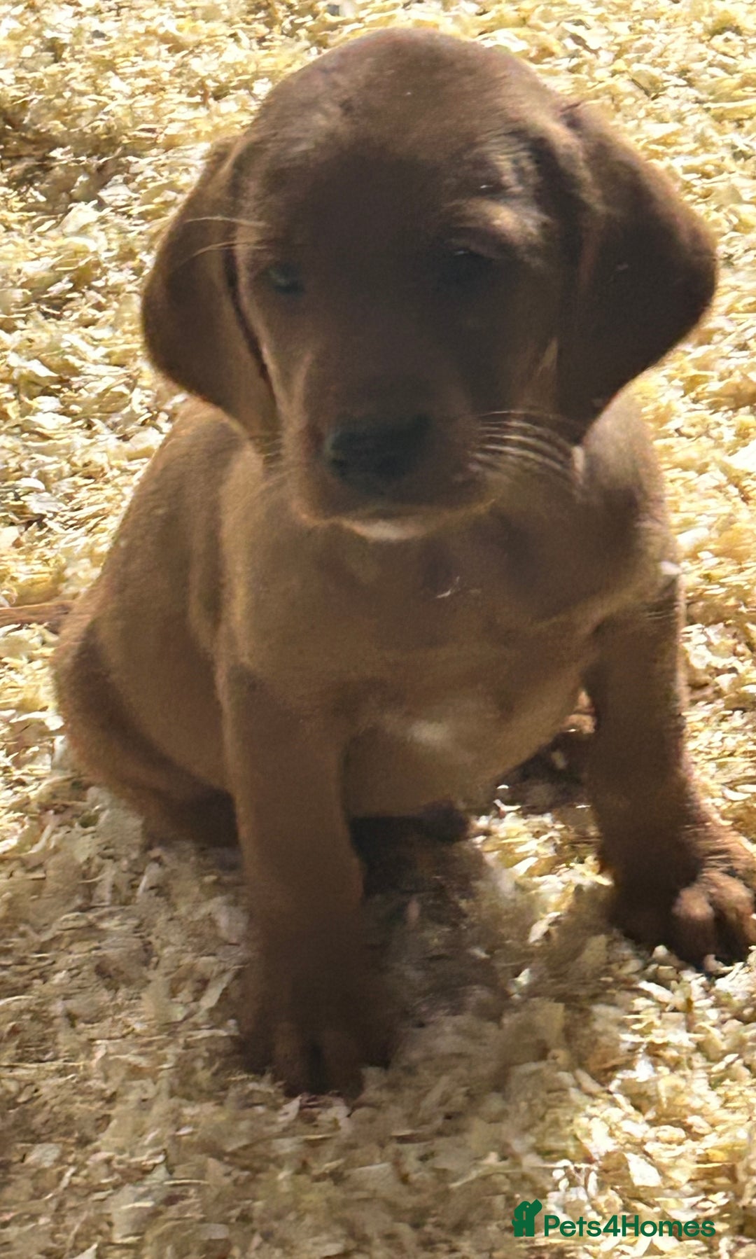 Mixed Breed dogs for sale: Outstanding settador puppies  - Advert 8