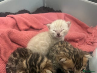 Bengal cats - Advert 36