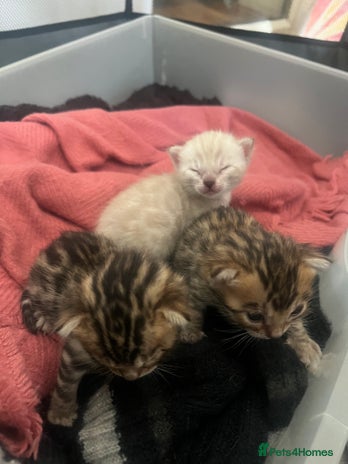 Bengal cats - Advert 16