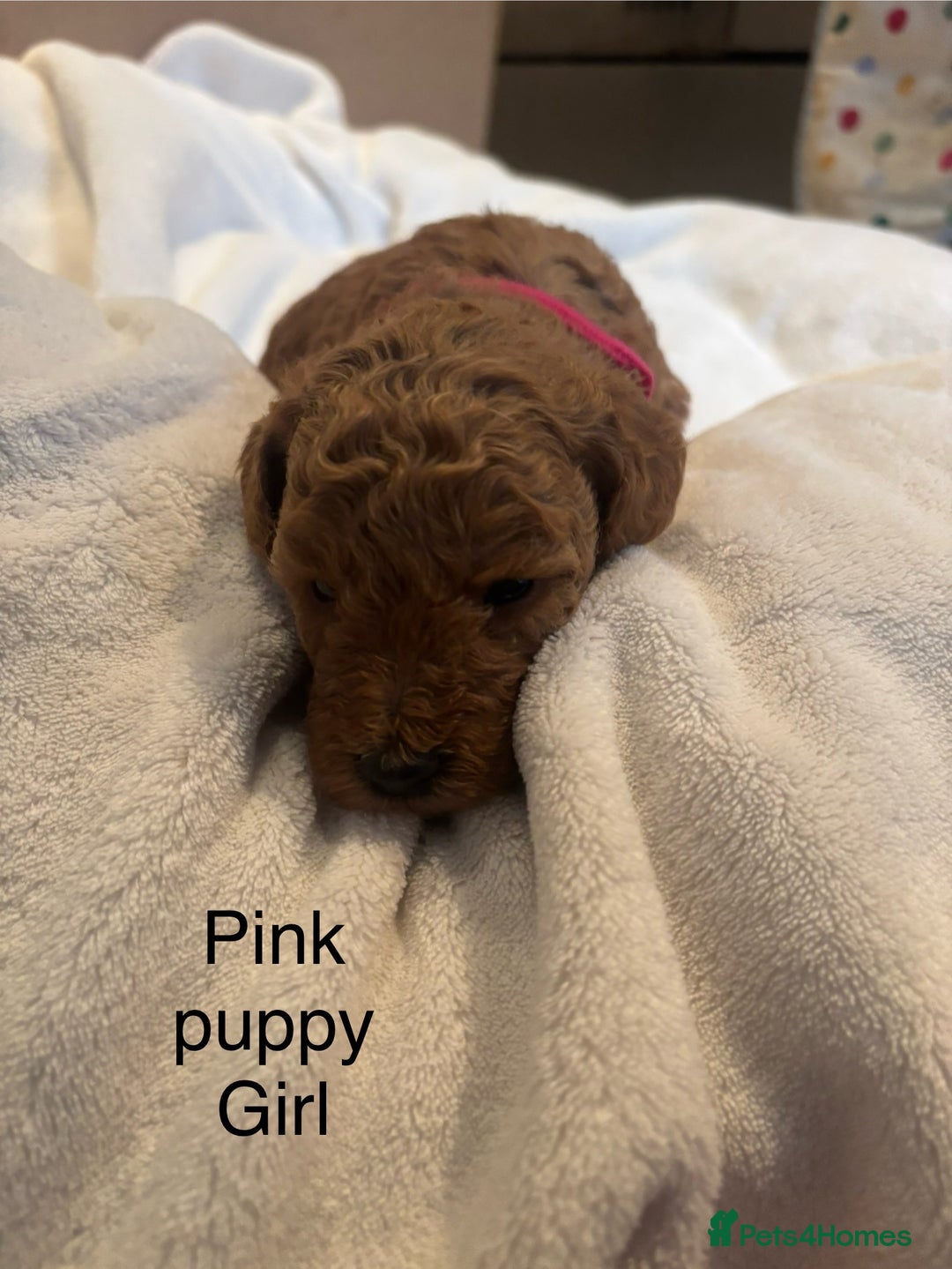 Miniature Poodle dogs for sale: KC Registered red miniature poodles  - Advert 28