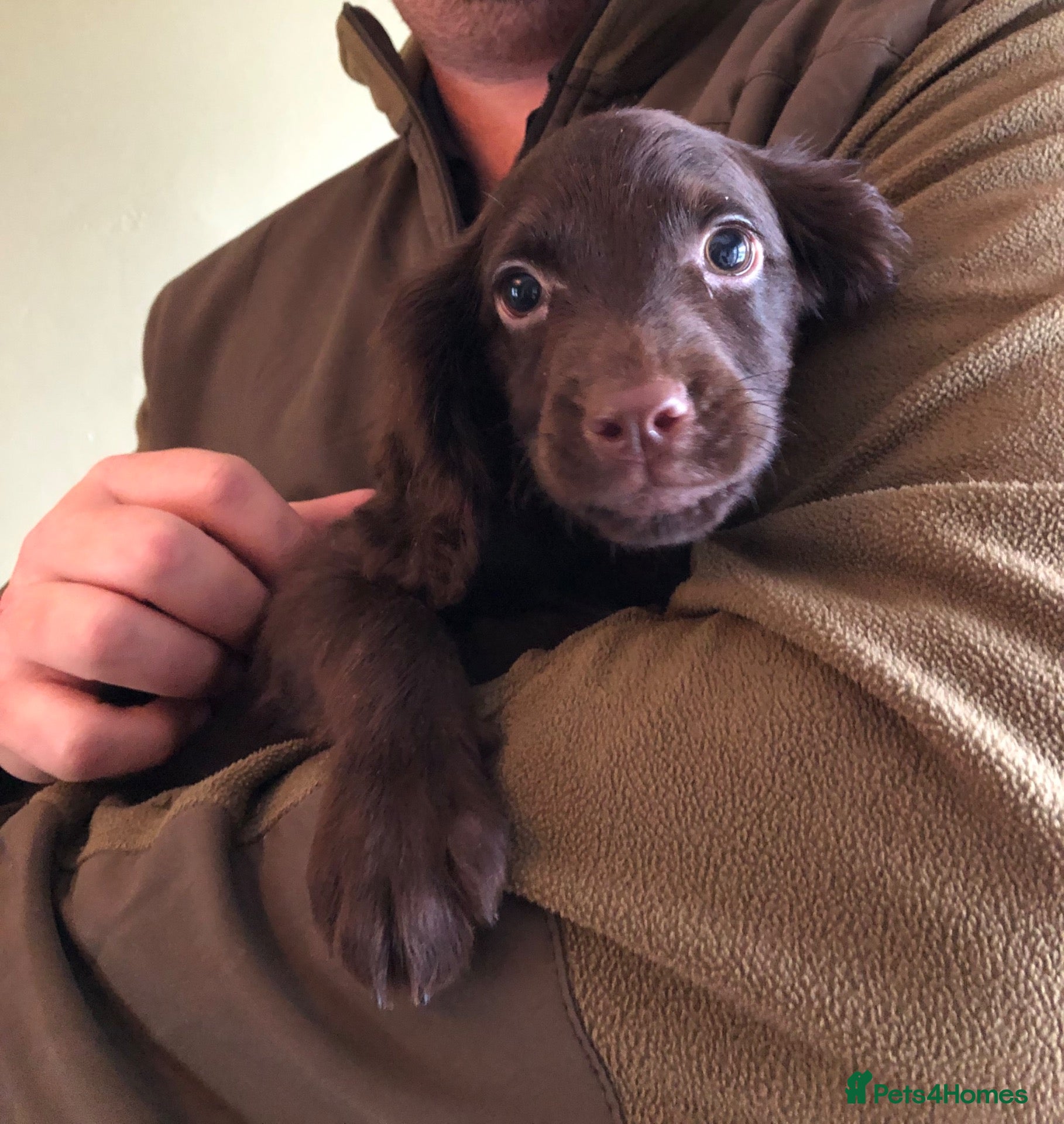 Mixed Breed dogs for sale: 5* Cockador Puppies - Advert 1